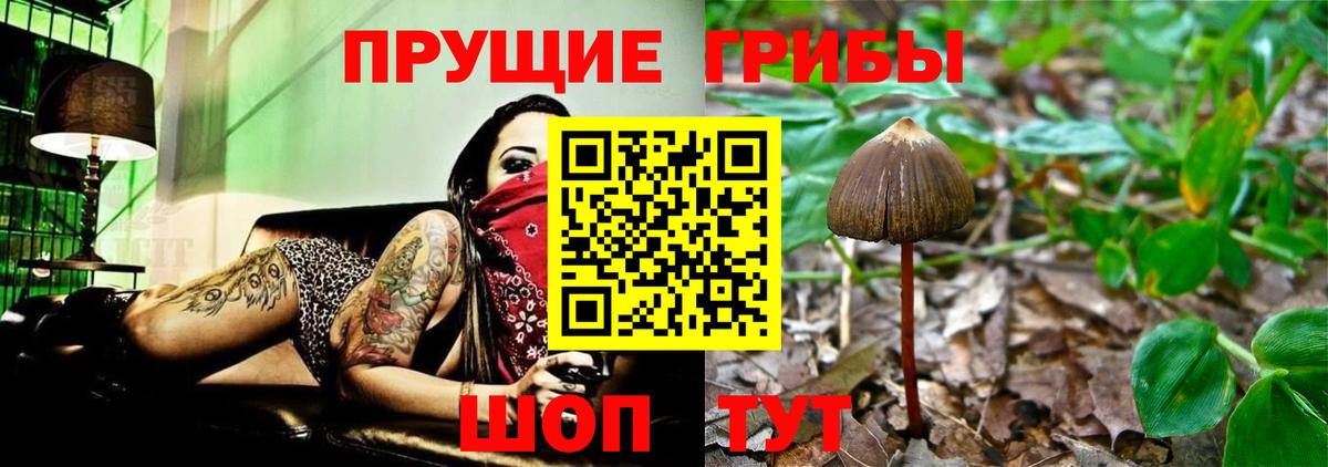 Псилоцибиновые грибы GOLDEN TEACHER Тверь